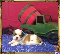 shih tzu puppy posted by Rhonda Wallace